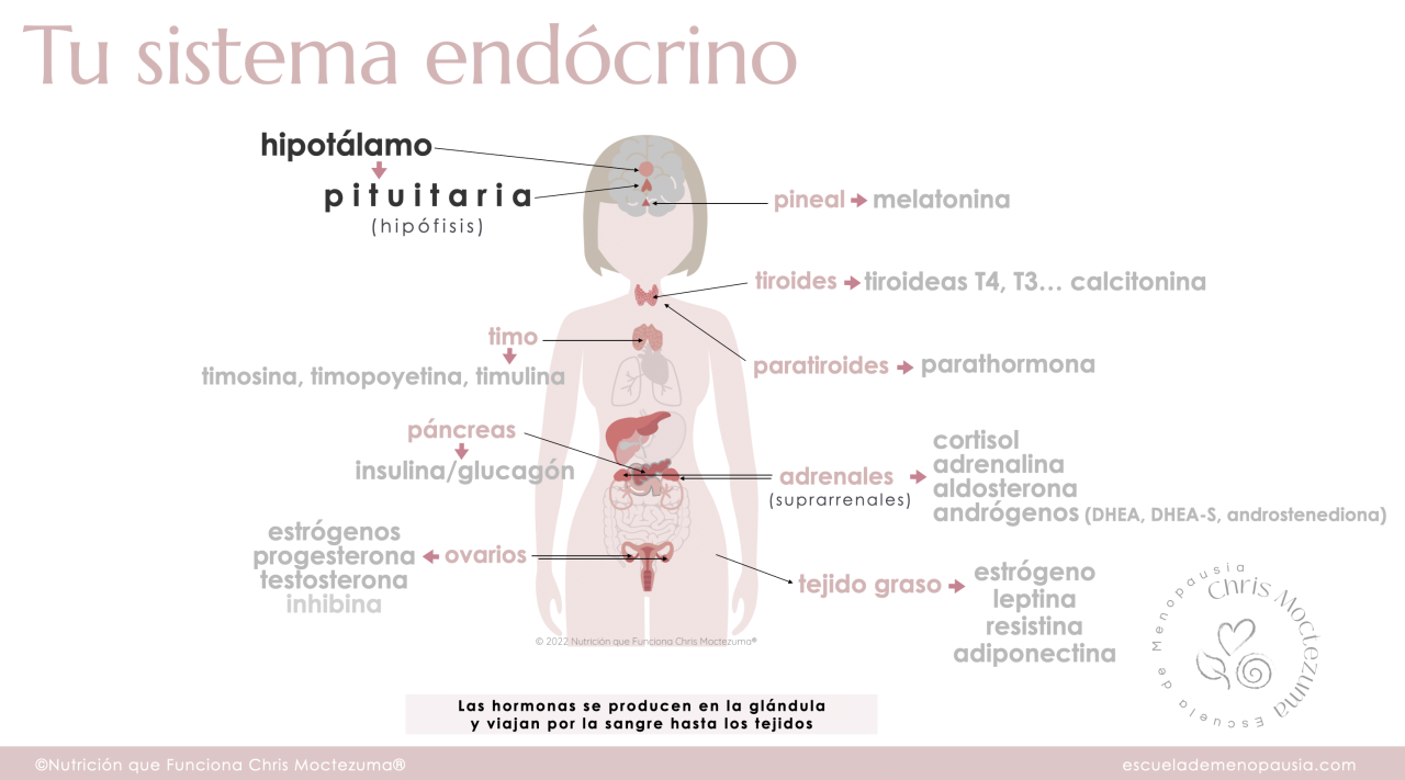 Diagrama del sistema endócrino clásico